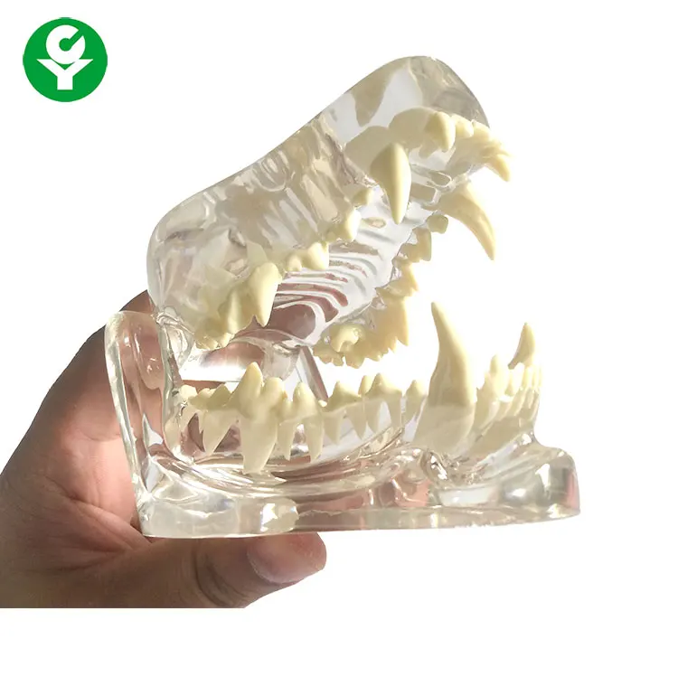 Mô Hình Răng Chó: Sở hữu một mô hình răng chó sẽ giúp bạn hình dung và biết tổng quát hơn về cấu trúc của răng và lợi ích của chúng đối với sức khỏe thú cưng của mình. Hãy cùng nhau tham khảo ngay hình ảnh mô hình răng chó để có thêm kiến thức bổ ích này nhé.