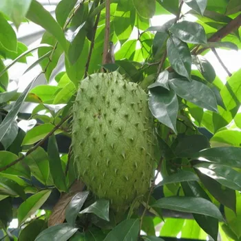 factory directly supply pure anticancer ingredient s