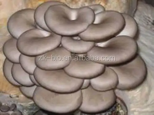 factory offer dry oyster mushroom price