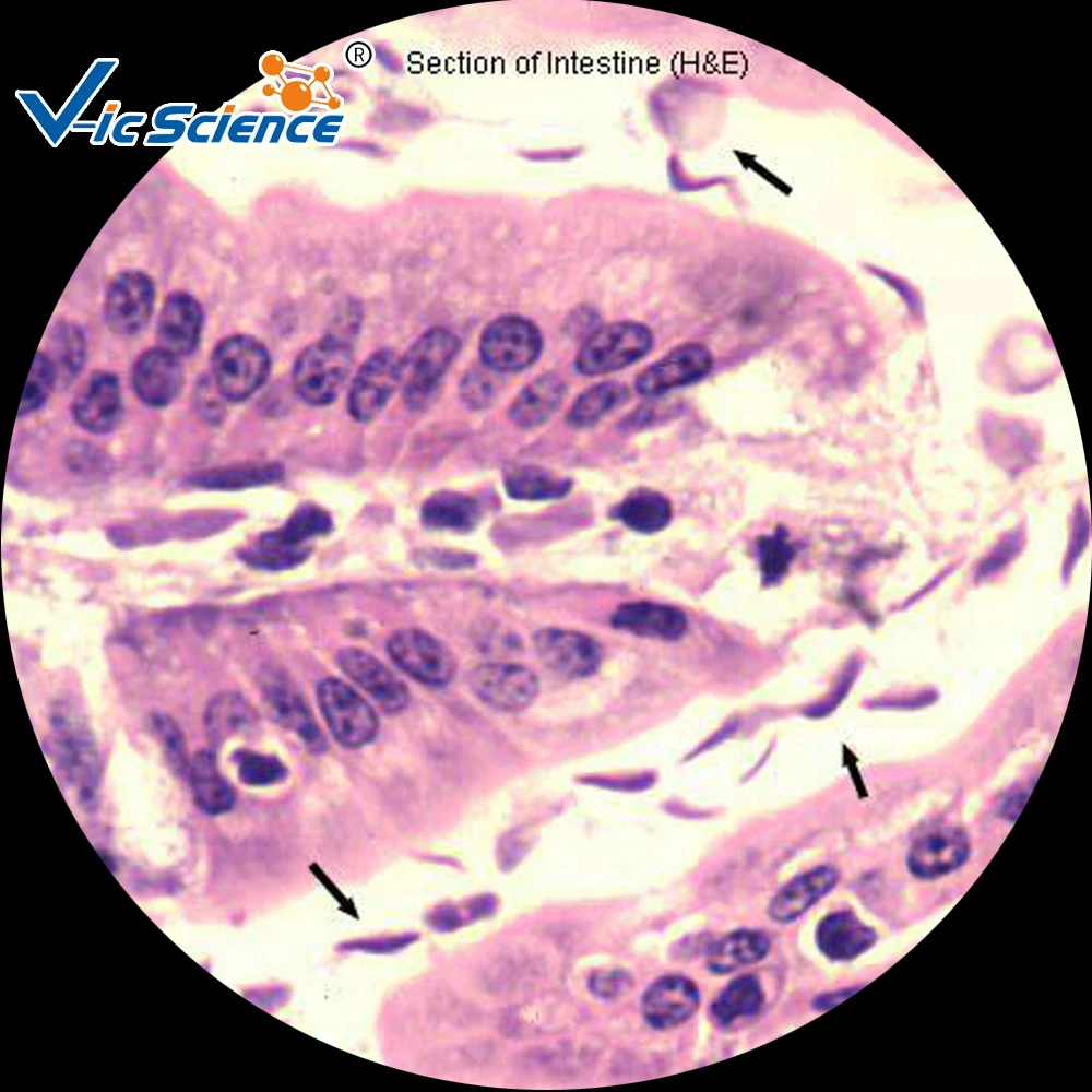 
 Медицинские паразитологические слайды, образовательные подготовленные слайды  