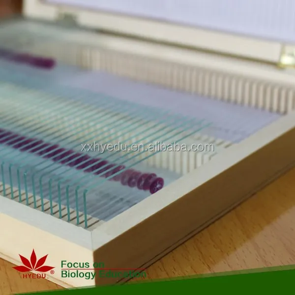 
Высококачественные тканевые предметы, биологический микроскоп, стекло, человеческая гистология, подготовленные предметы, предметы для человеческого тела, предметы для микроскопа 