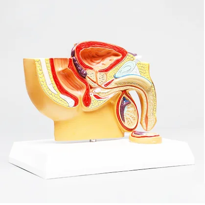 Gelsonlab HSBM-287 мужской половой член, модель мужской тазом модель мужской inguen