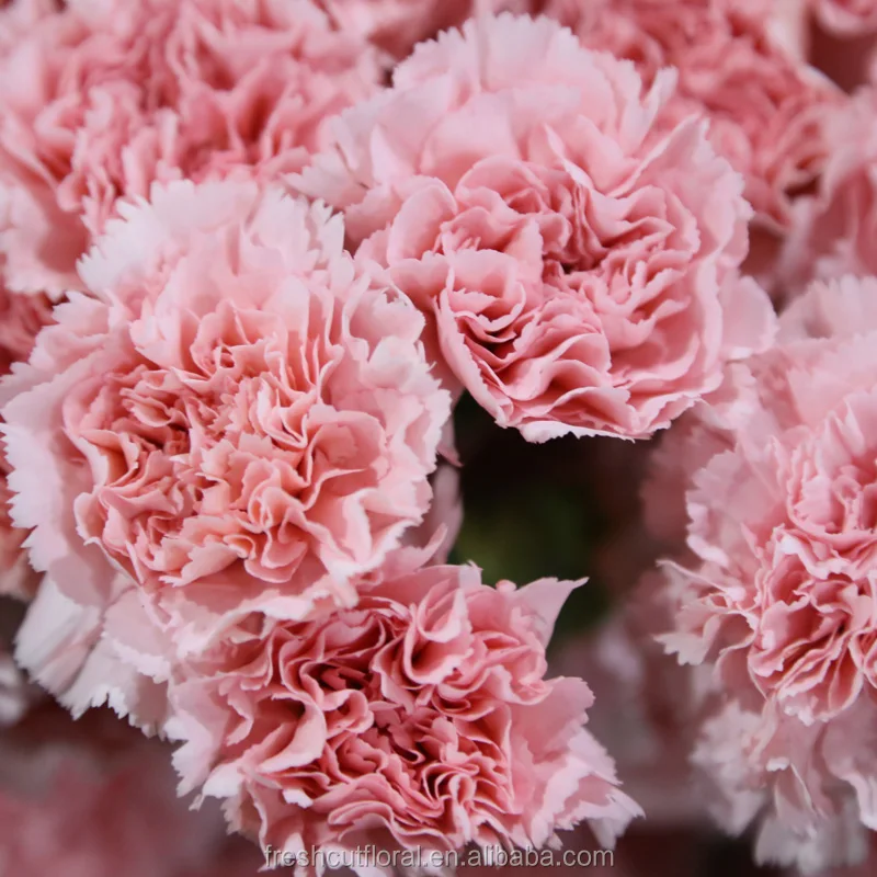 Exporting Cut Fresh Carnation Flower From Yunnan China Buy Cut Fresh Flower Cut Fresh Carnation Exporting Fresh Carnation Product On Alibaba Com