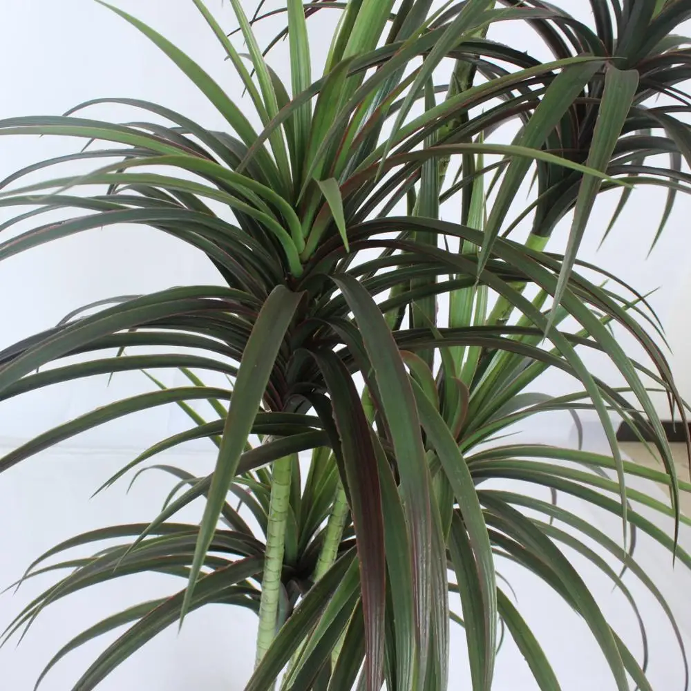 Item NO 5135 185CM Artificial Yucca Rostrata Tree Durable and Versatile Indoor/Outdoor Artificial Plant