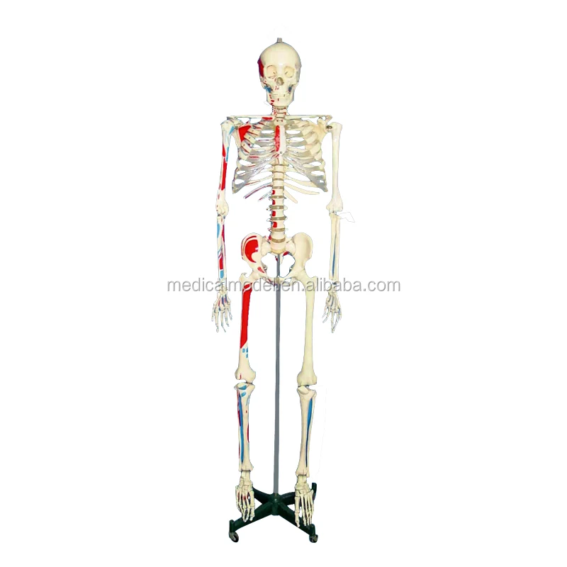 人間の骨格教育解剖学モデルハーフマッスルの色と番号 Buy スケルトン教育解剖モデル 人間スケルトンで筋肉 番号が付けられスケルトン解剖モデル Product On Alibaba Com