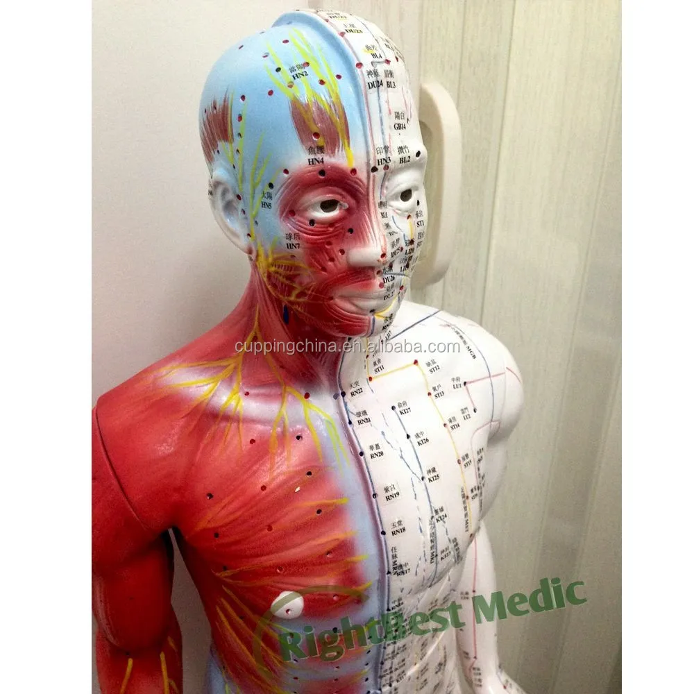 Модель человеческого тела 55 см, демонстрирующая китайские акупунктурные точки, мужские акупунктурные точки и модель мышц, акупунктурная модель Poitn
