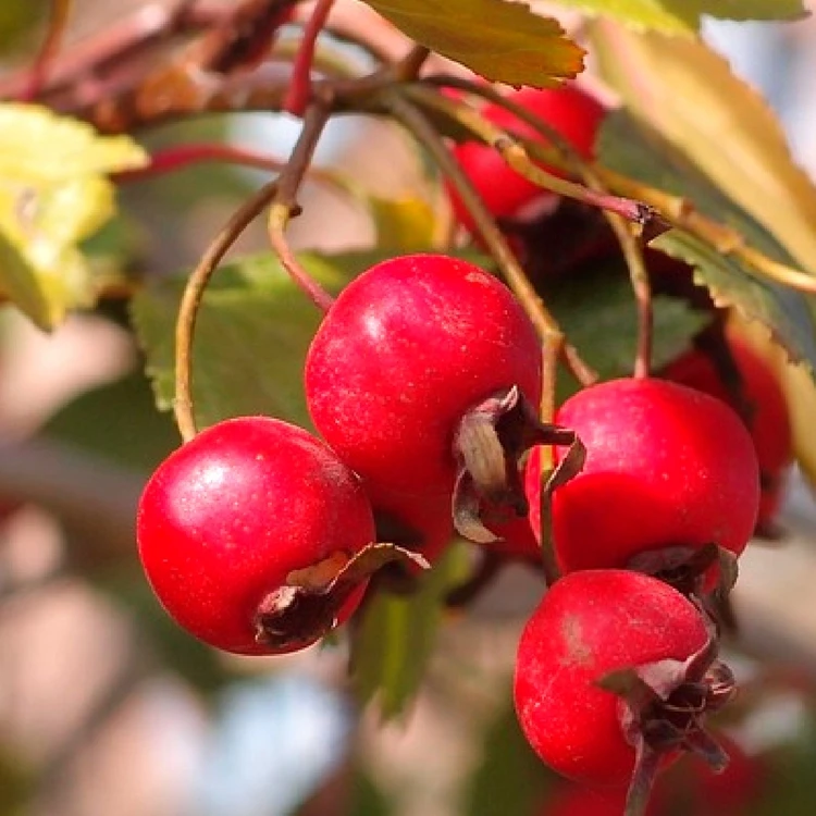 Hawthorn_berry_plant