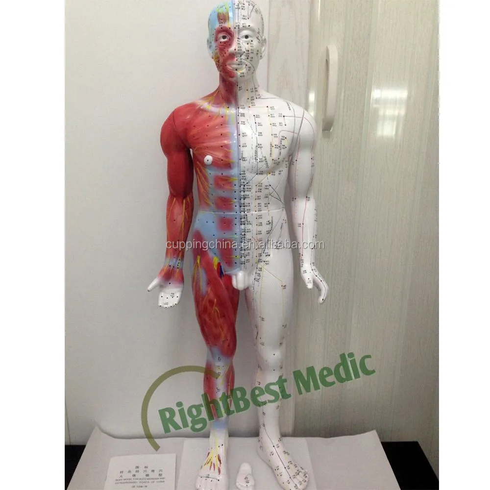 Модель человеческого тела 55 см, демонстрирующая китайские акупунктурные точки, мужские акупунктурные точки и модель мышц, акупунктурная модель Poitn