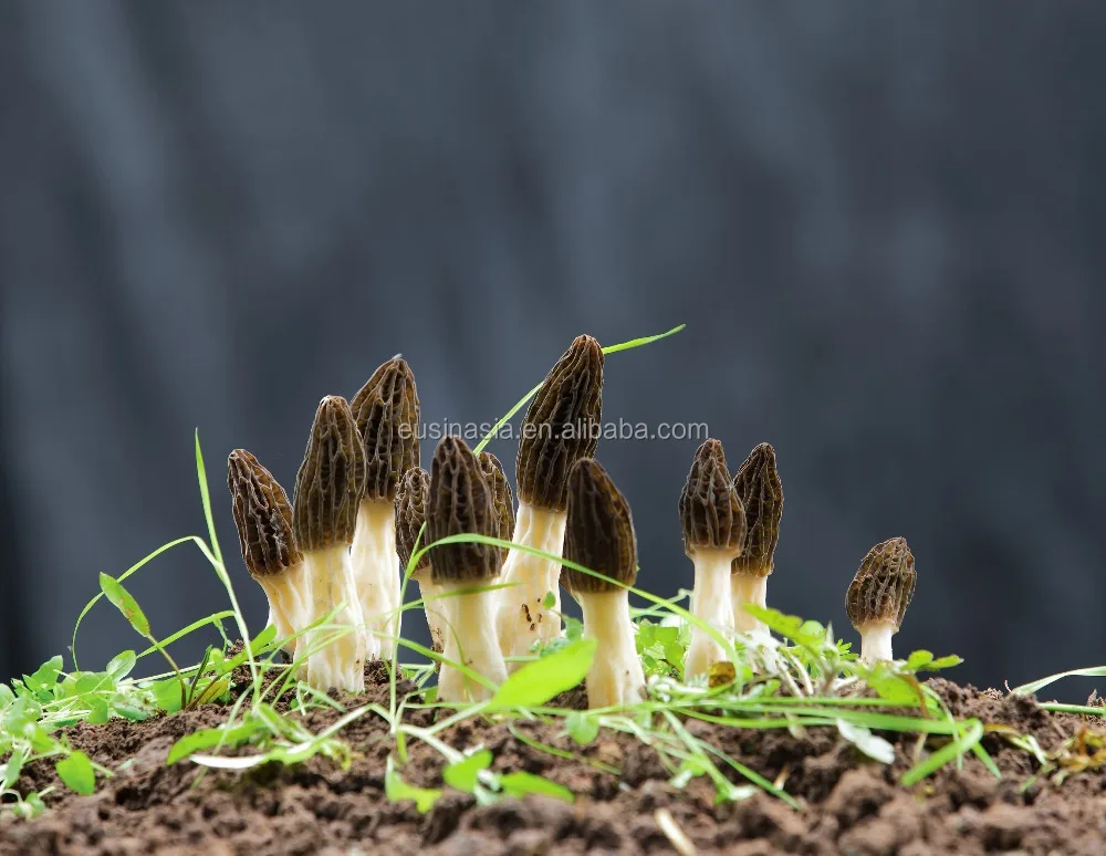 2018 新鲜辣菌 conica 出售