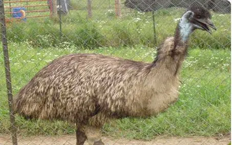 Emu chicks &
