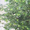 leaves