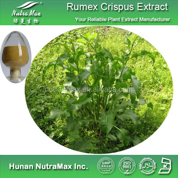 Rumex Crispus P E Rumex Crispus根エキス Rumex Crispusパウダー Buy ギシギシガバギシギシp E ギシギシガバギシギシ根エキス ギシギシガバギシギシ粉 Product On Alibaba Com