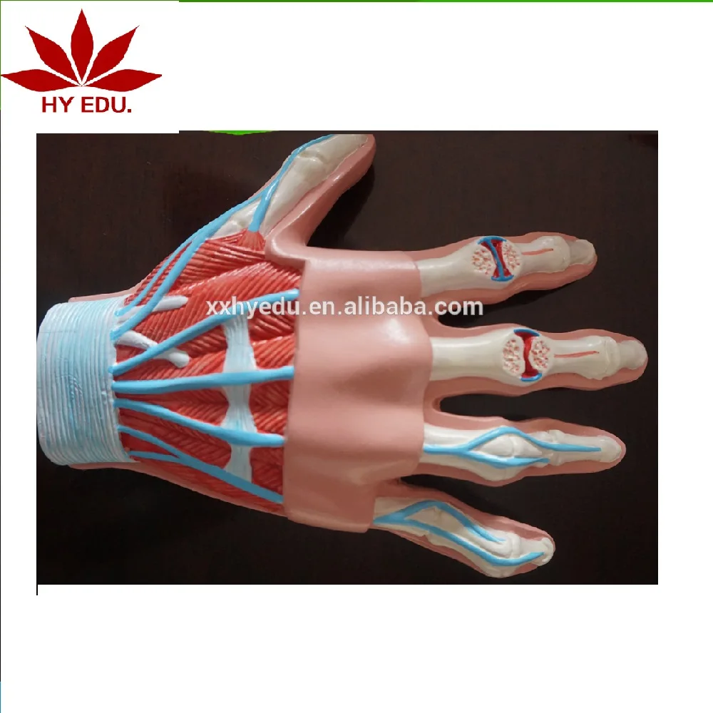 биологическая рука