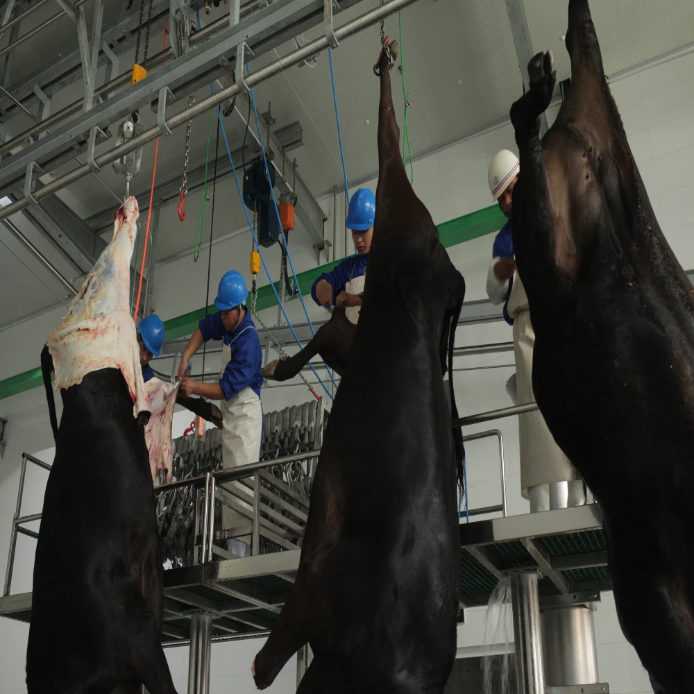 Meat processing equipment machines Abattoir slaughterhouse cattle and pig slaughtering line