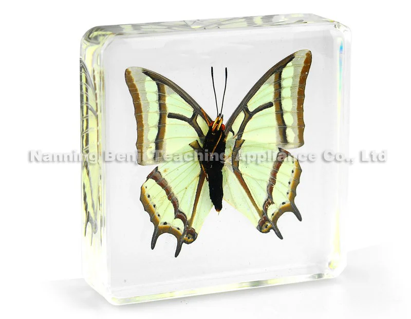 Lot De 10 Ou 20 Papillons Réels Pour DIY – Spécimens Artisanat, Couleurs Aléatoires