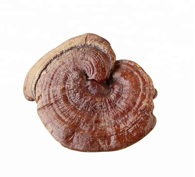 High Quality Raw Wholesale Dried Ganoderma Lucidum REIZHI Mushrooms Body