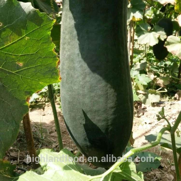 chinese cheap vegetable winter melon/chinese watermelon