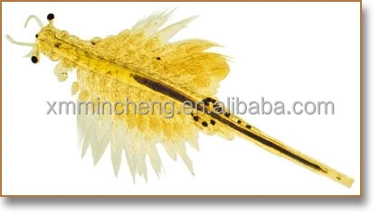 Artemia