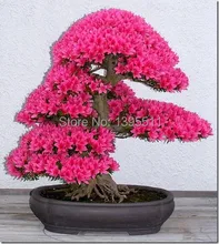 Bonsai japonská sakura semena – 10 ks/bal