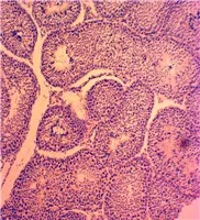 Набор слайдов для микроскопа с животными изучения качества исследования зоологии гистологии подготовленные слайды