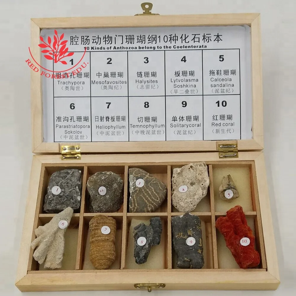大学と学校は10種類のcoelenterataサンゴのアンソゾア岩の化石を提供しています Buy サンゴロック化石 Anthozoa ロック化石 ロック化石 Product On Alibaba Com