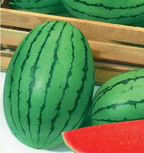 hw22 gamju small oval green f1 hybrid watermelon seeds in