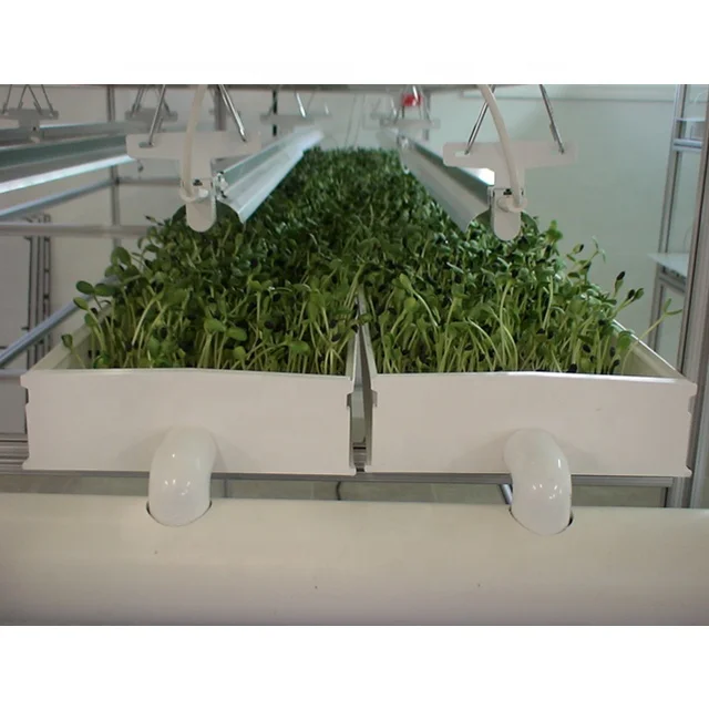 Hydroponic Fodder Growing System Hydroponic Fodder Cultivation