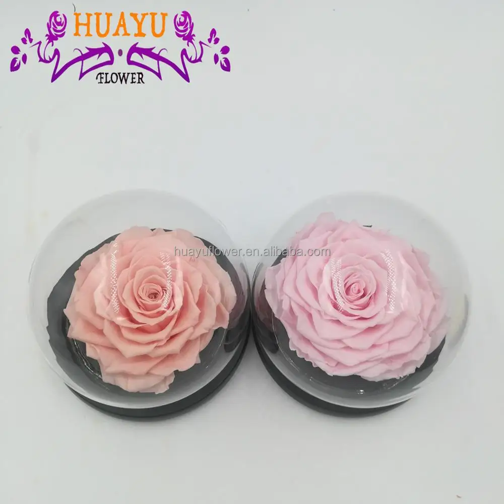 Wholesale Dried Rose Freeze Dried Preserved Flower In Glass Dome Buy Freeze Dried Flowers Dried Rose Dried Preserved Flowers In Glass Product On Alibaba Com