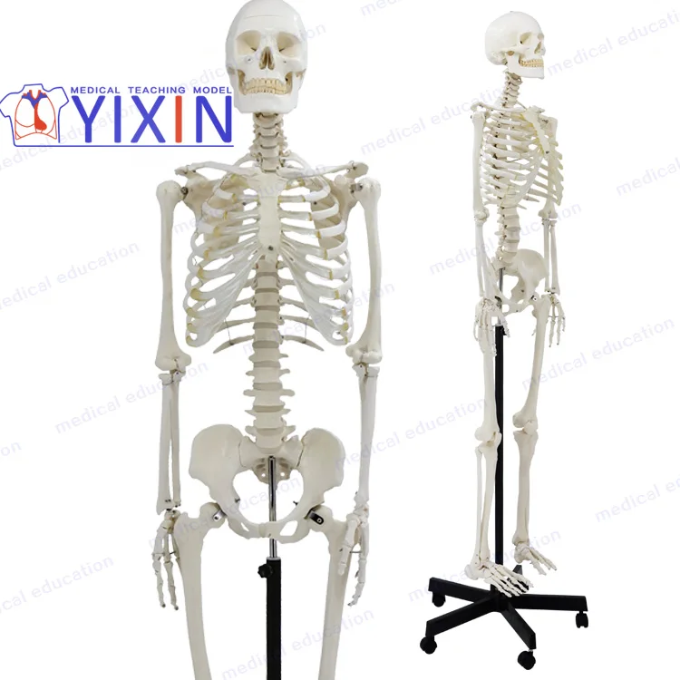 Modelo De Esqueleto Humano,170cm,Tamanho Completo,Articulado,Modelo  Educacional,Modelo Anatômico - Buy Modelo De Esqueleto Humano,O Esqueleto  Humano,Modelo De Esqueleto 170 Centímetros Product on 