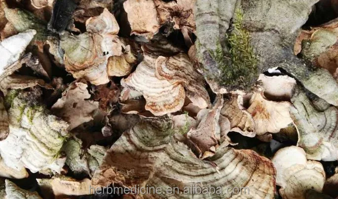 Оптовая продажа сушеный натуральный цельный грибок Coriolus unicolor для продажи