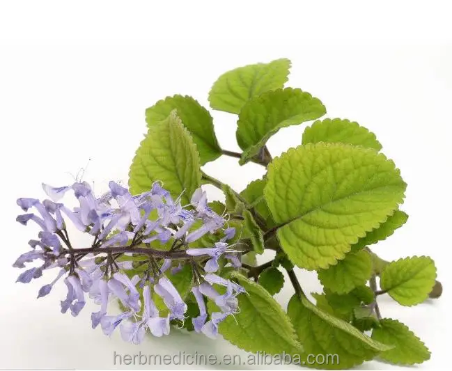 Высушенный натуральный нарезанный Rabdosia amethystoides стебли и листья надземные