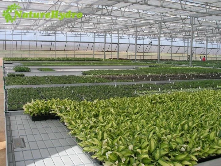 Agriculture Hydroponic Removable Seedbed Growing Tables for Commercial Plants