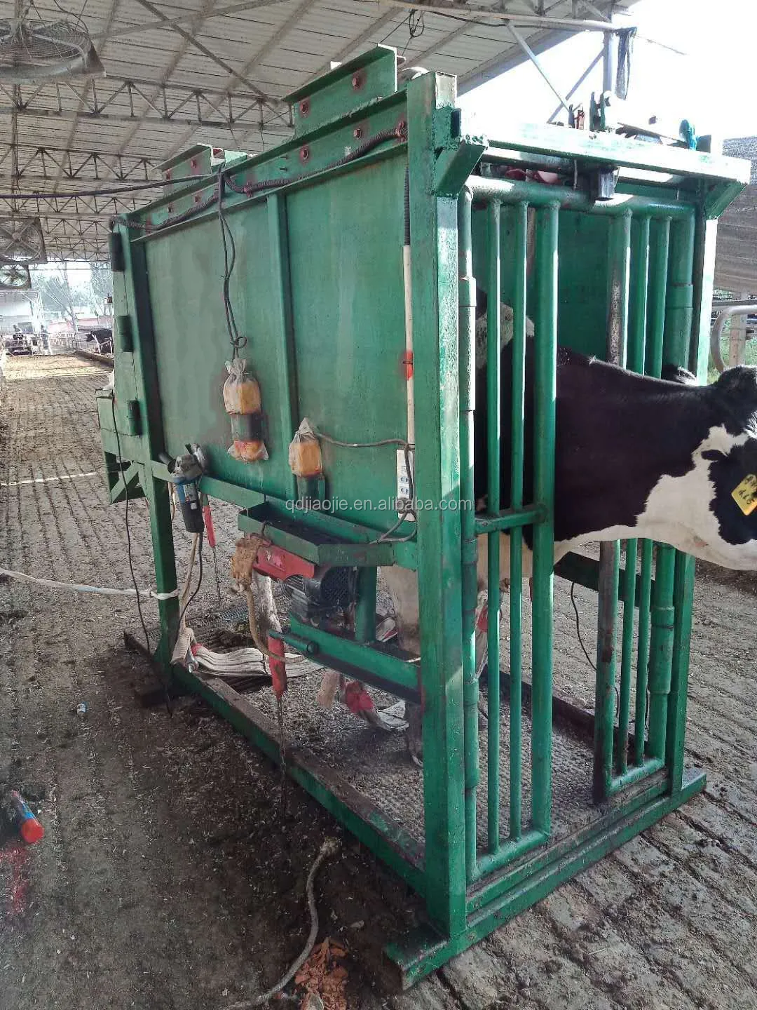 Repairing Hoof Equipment For Cow And Cattle Buy Repairing Hoof