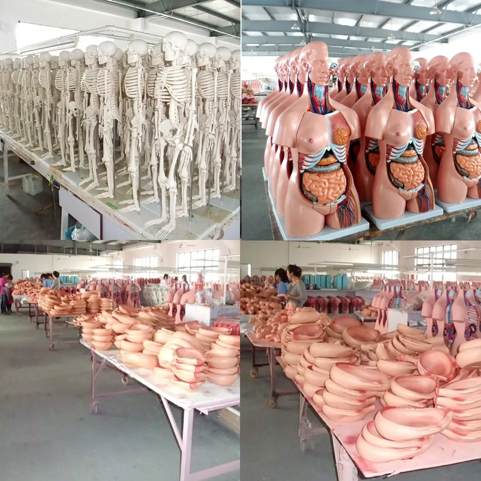 Медицинская научная модель человеческого заболевания печени медицинская обучающая для обучающего оборудования Обучающие ресурсы