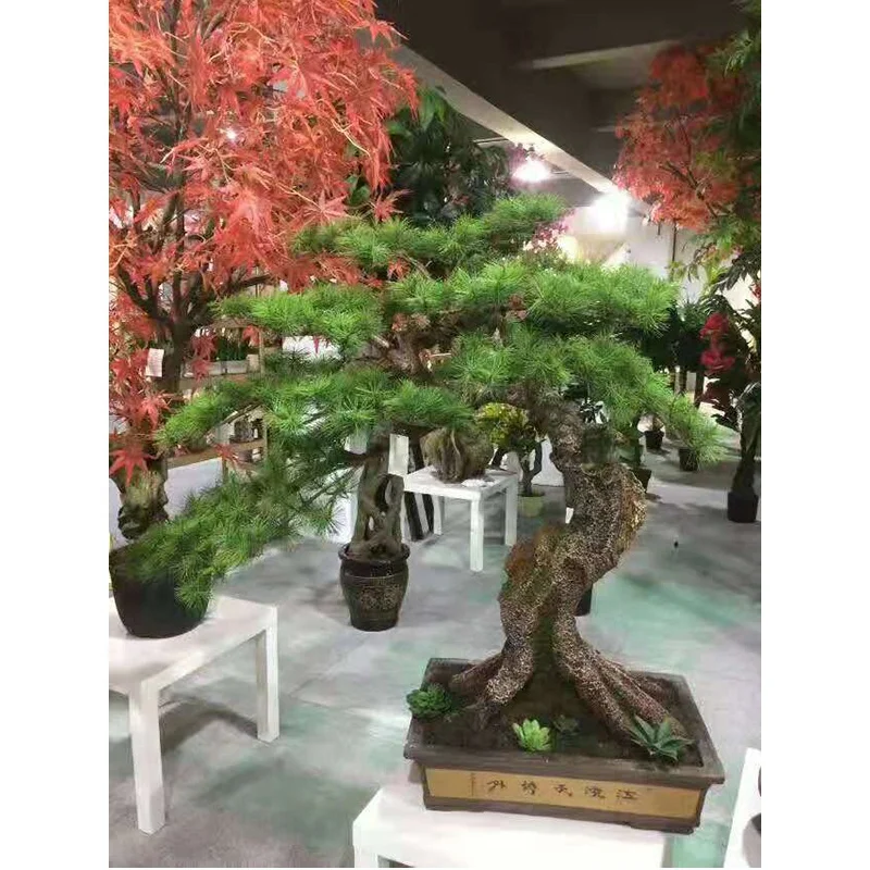 goldahorn bonsai Golden Hinoki Cypress Specimen Bonsai Tree main image 1