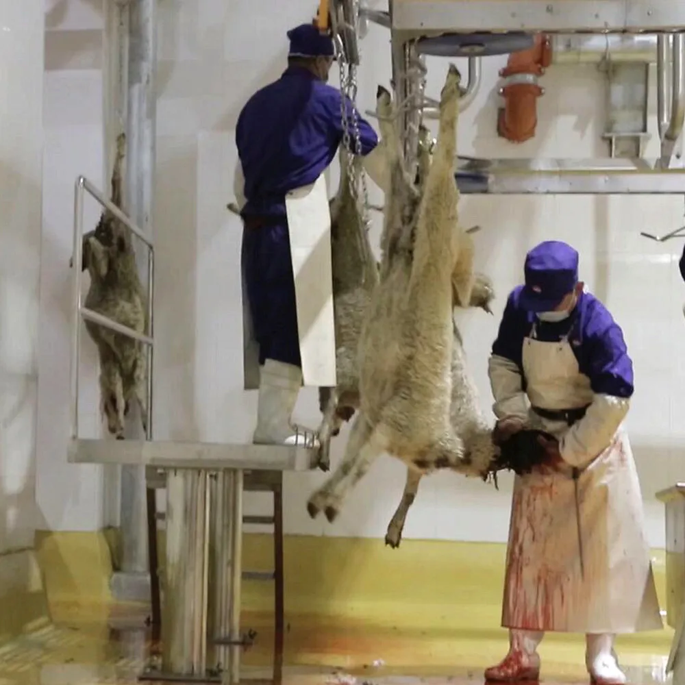 New complete halal sheep slaughtering production line equipment for goat lamb slaughtering plant machinery