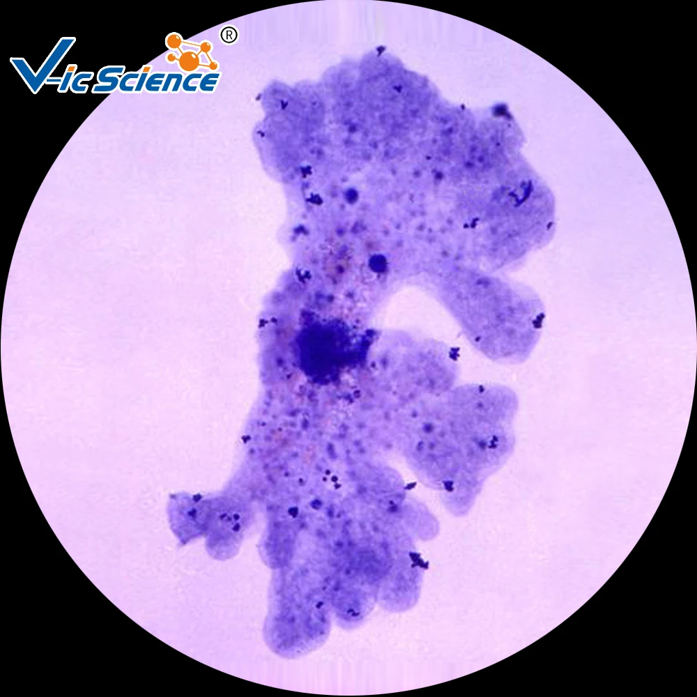 
 Медицинские паразитологические слайды, образовательные подготовленные слайды  