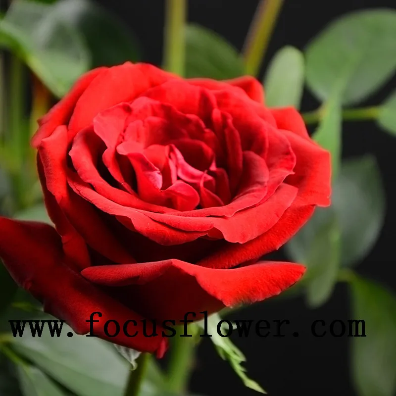 Carola Tuberose Fresh Rose Cut Flower Flower's Long Lasting In A Good  Furniture Service Without Intermediate - Buy Nardo Flor Product on  Alibaba.com