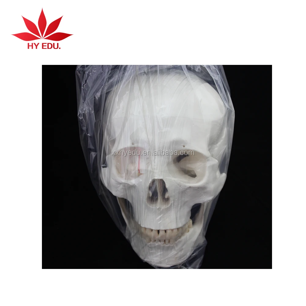 Educational supplies Life size skull model of human with 3 removable teeth anatomy of the skull