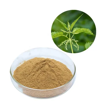 hot selling stinging nettle seed/root powder/nettle leaf powder