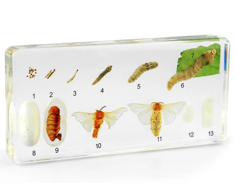 Life Cycle of Silkworm Unique Real Biological Teaching Aids of Insect Collection  Resin Specimen Handicrafts