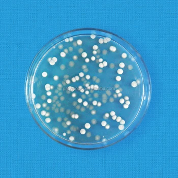 Yeast, Saccharomyces cerevisiae
