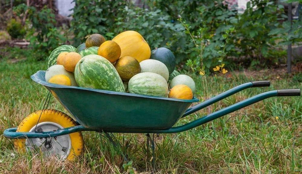 
 Heavy duty Wheelbarrows Wheel 3.50-6 Cheap Wheelbarrow (WB6400) WB3800  