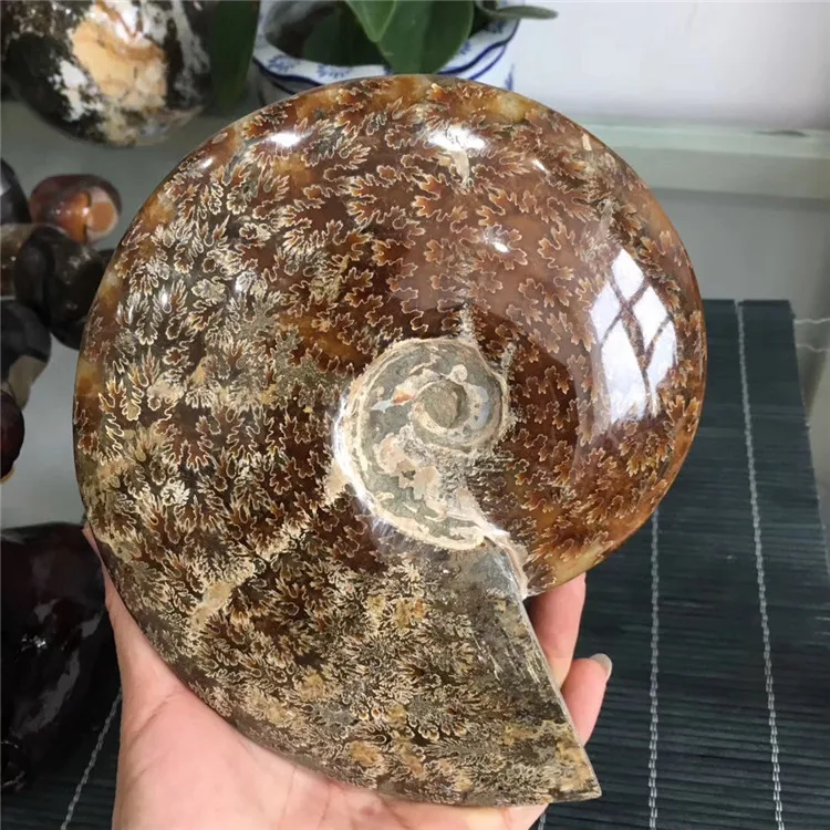 Large Stone Crystal Snail fossil Conch Ammonite fossil for Sale
