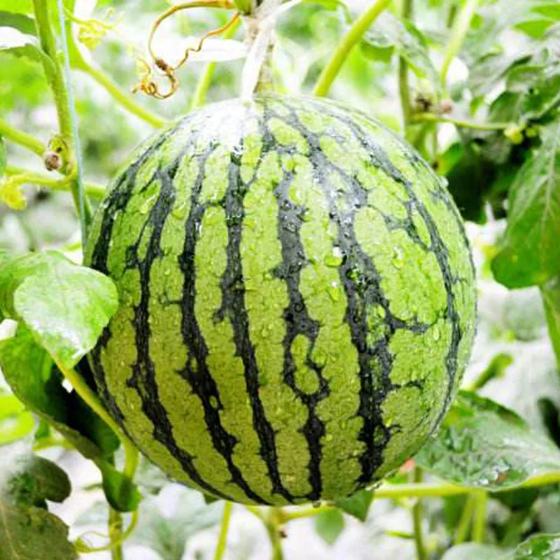 Chinesische Qualitat Wassermelone Kerne Melonen Samen Grosshandel Buy Qualitat Wassermelone Samen Preis Preis Melone Samen Japanischen Samen Product On Alibaba Com