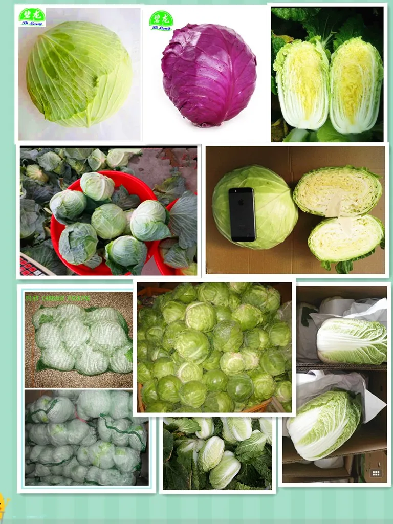 fresh cabbage.jpg