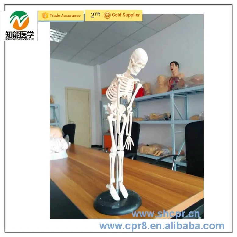 Parts Of Human Bones Labeled Skeletal System - View #9