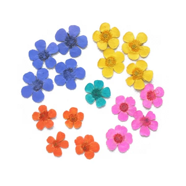 本物のドライプレスフラワーラナンクルジャポニカスバターカップ Buy 押し花 リアル押し花 ラナンキュラスミヤコグサ Product On Alibaba Com