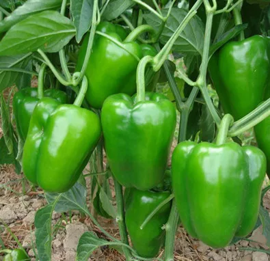 hsp14 fada big bright green f1 hybrid sweet/bell pepper seeds