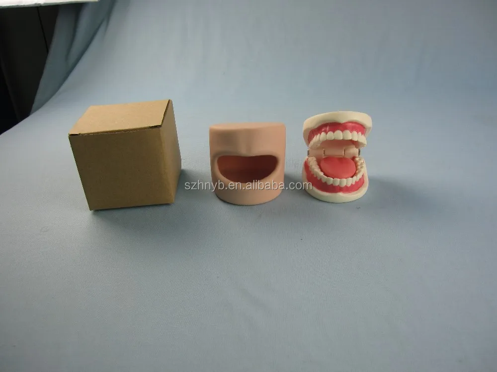 Модель зубов в ротовой полости